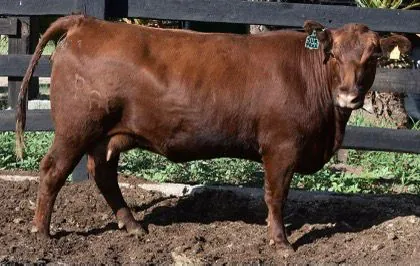 Bieber Surprise 236E